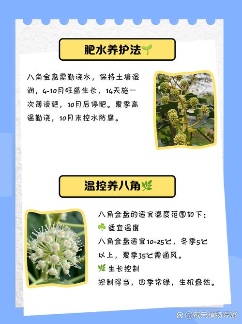 八角金盘的功效和作用？八角金盘的功效与作用禁忌？-第3张图片-优品飞百科