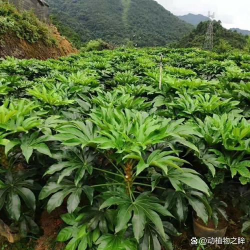 八角金盘的功效和作用？八角金盘的功效与作用禁忌？-第4张图片-优品飞百科