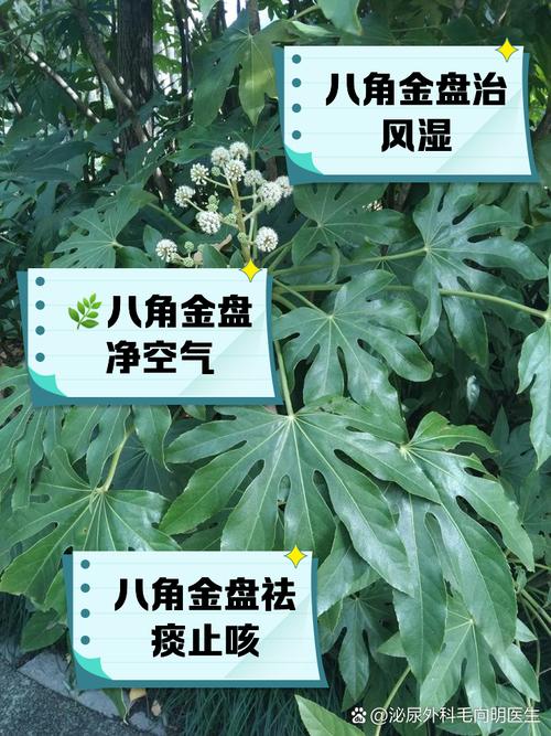 八角金盘的功效和作用？八角金盘的功效与作用禁忌？-第5张图片-优品飞百科