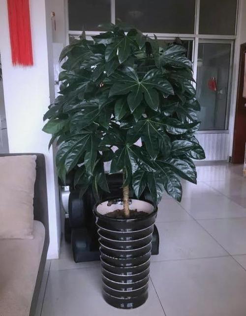 八角金盘的功效和作用？八角金盘的功效与作用禁忌？-第6张图片-优品飞百科