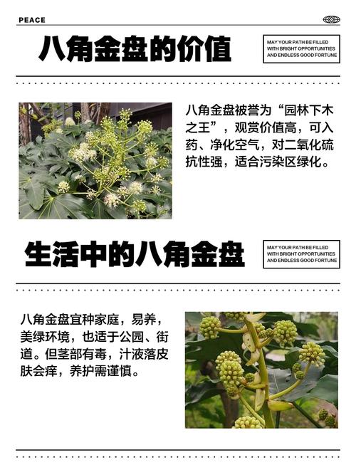 八角金盘的功效和作用？八角金盘的功效与作用禁忌？-第7张图片-优品飞百科