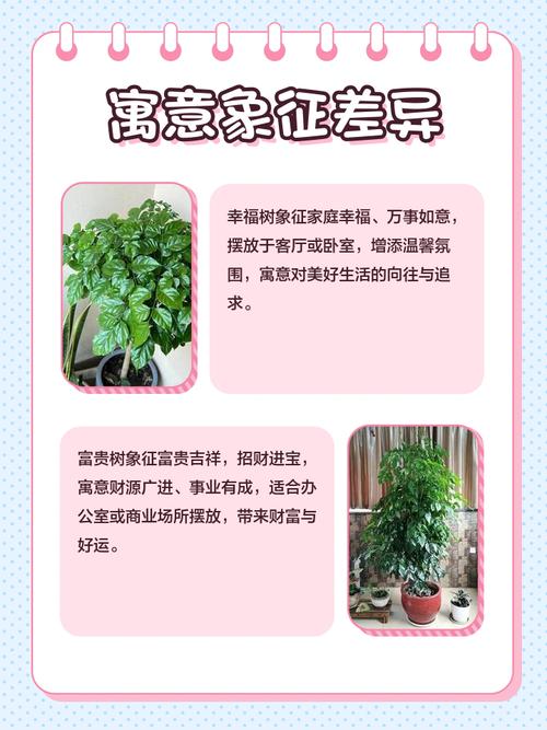 富贵树与菜豆树的区别，富贵豆盆栽-第1张图片-优品飞百科