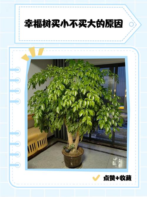 富贵树与菜豆树的区别，富贵豆盆栽-第2张图片-优品飞百科