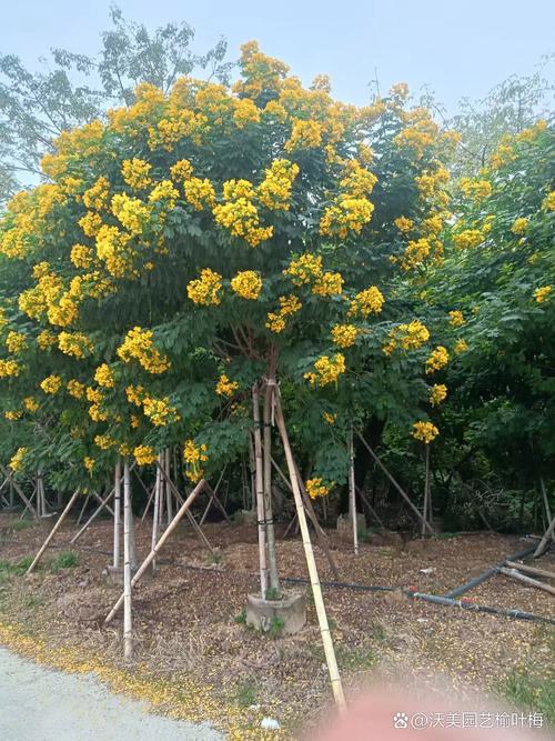 富贵树与菜豆树的区别，富贵豆盆栽-第3张图片-优品飞百科