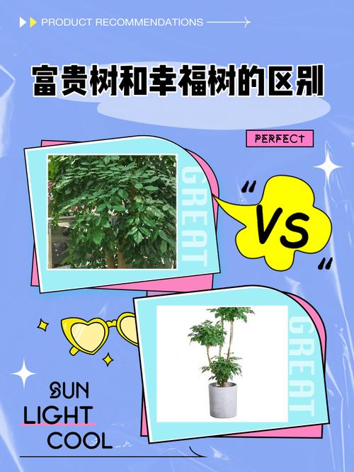 富贵树与菜豆树的区别，富贵豆盆栽-第4张图片-优品飞百科