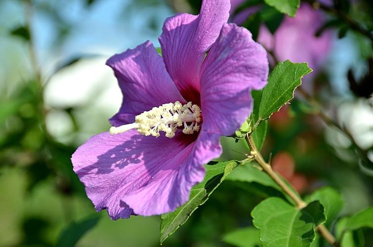 木槿花怎么吃，木槿花怎么吃效果比较好