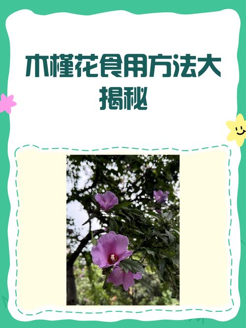 木槿花怎么吃，木槿花怎么吃效果比较好-第3张图片-优品飞百科