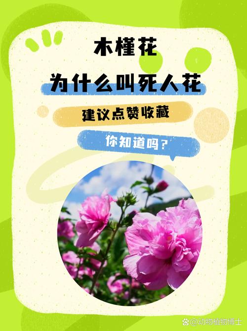 木槿花怎么吃，木槿花怎么吃效果比较好-第5张图片-优品飞百科