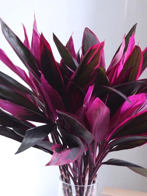 朱蕉能和富贵竹一起养吗，怎么养，朱蕉和富贵竹一起养好吗？