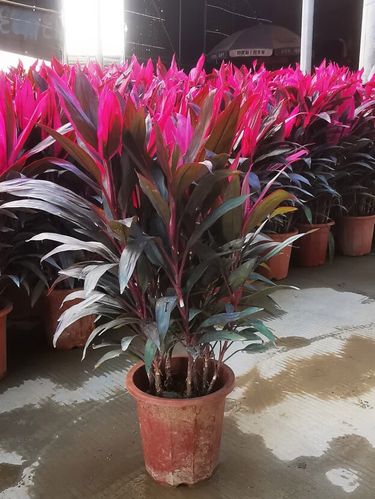 朱蕉能和富贵竹一起养吗,怎么养,朱蕉和富贵竹一起养好吗?-第2张图片-优品飞百科 朱蕉能和富贵竹一起养吗,怎么养,朱蕉和富贵竹一起养好吗?-第2张图片-优品飞百科