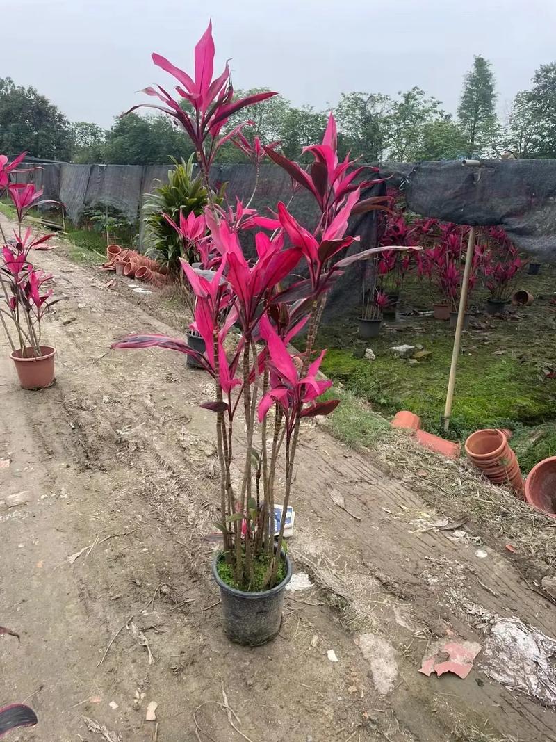 朱蕉能和富贵竹一起养吗,怎么养,朱蕉和富贵竹一起养好吗?-第3张图片-优品飞百科 朱蕉能和富贵竹一起养吗,怎么养,朱蕉和富贵竹一起养好吗?-第3张图片-优品飞百科