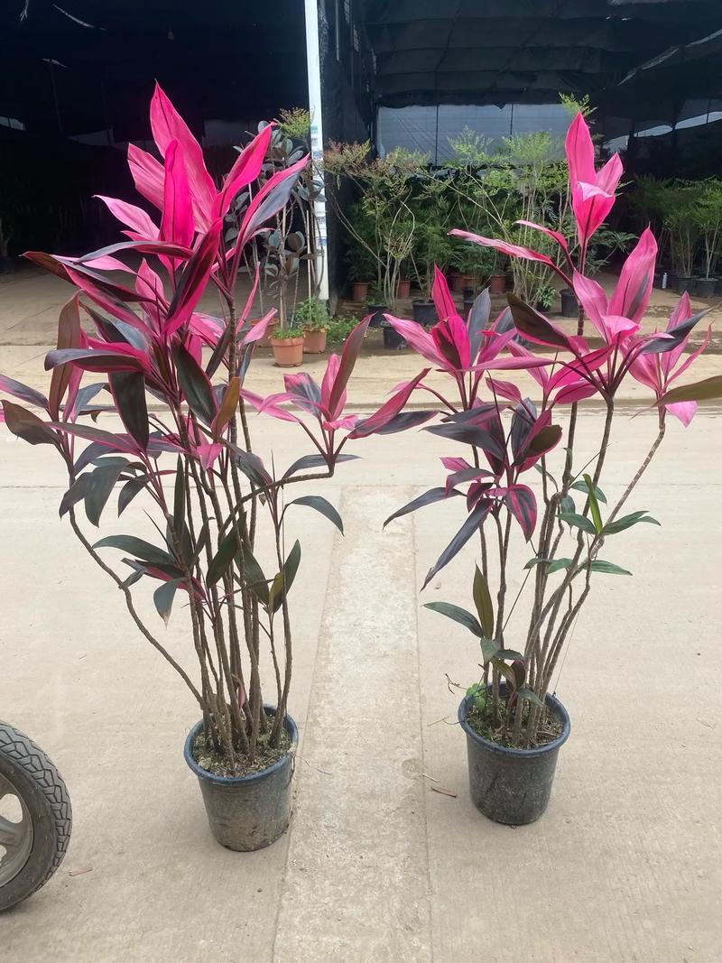 朱蕉能和富贵竹一起养吗,怎么养,朱蕉和富贵竹一起养好吗?-第4张图片-优品飞百科 朱蕉能和富贵竹一起养吗,怎么养,朱蕉和富贵竹一起养好吗?-第4张图片-优品飞百科