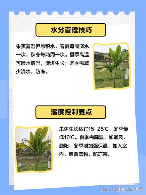 朱蕉能和富贵竹一起养吗,怎么养,朱蕉和富贵竹一起养好吗?-第5张图片-优品飞百科 朱蕉能和富贵竹一起养吗,怎么养,朱蕉和富贵竹一起养好吗?-第5张图片-优品飞百科
