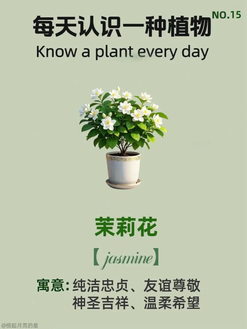 茉莉花的花语，茉莉花可以送人吗？茉莉花可以送人吗?？-第4张图片-优品飞百科
