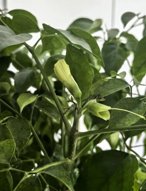 幸福树开花的几率多少？幸福树开2朵花暗示？-第2张图片-优品飞百科