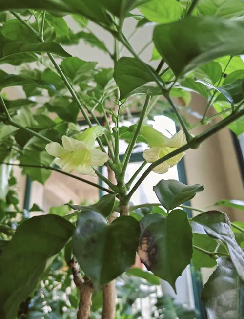 幸福树开花的几率多少？幸福树开2朵花暗示？-第3张图片-优品飞百科