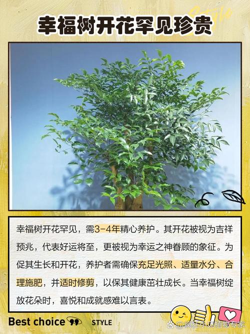 幸福树开花的几率多少？幸福树开2朵花暗示？-第4张图片-优品飞百科