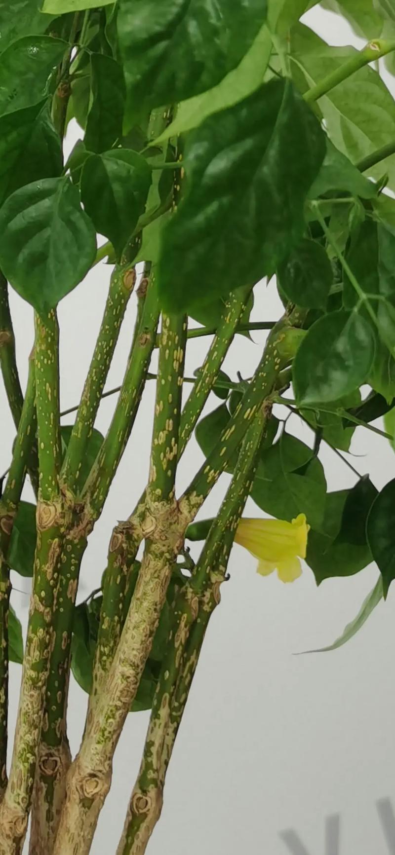 幸福树开花的几率多少？幸福树开2朵花暗示？-第5张图片-优品飞百科