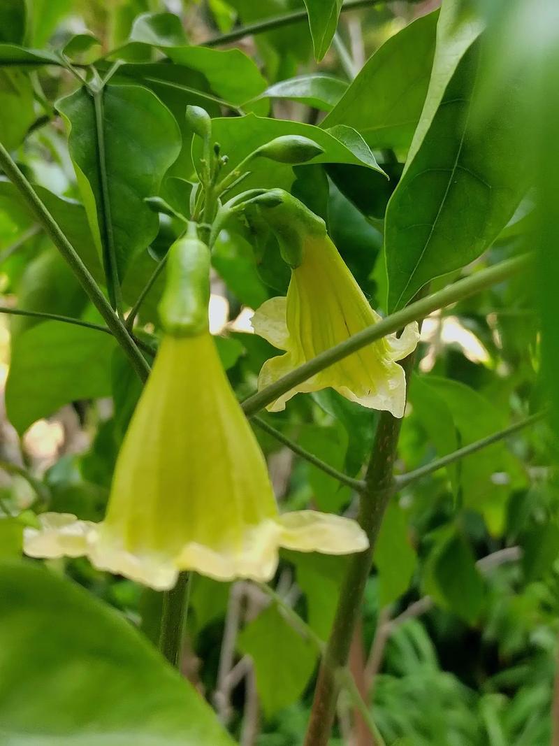 幸福树开花的几率多少？幸福树开2朵花暗示？-第6张图片-优品飞百科