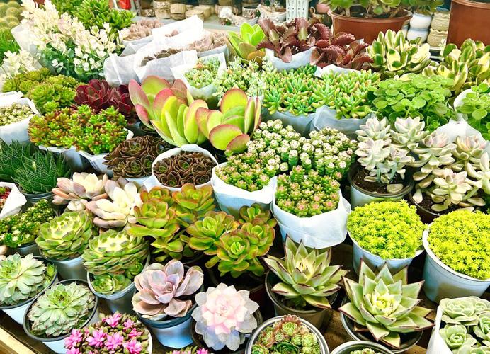 昆明适合养什么花，市花和市树是什么，昆明适合养的盆栽植物