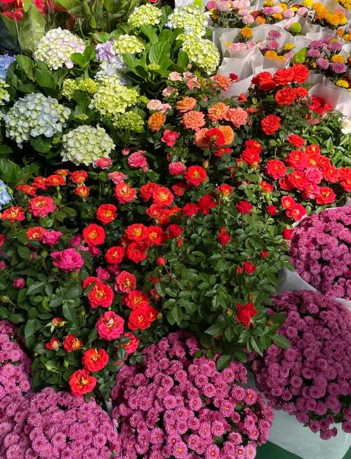 昆明适合养什么花,市花和市树是什么,昆明适合养的盆栽植物-第2张图片-优品飞百科 昆明适合养什么花,市花和市树是什么,昆明适合养的盆栽植物-第2张图片-优品飞百科