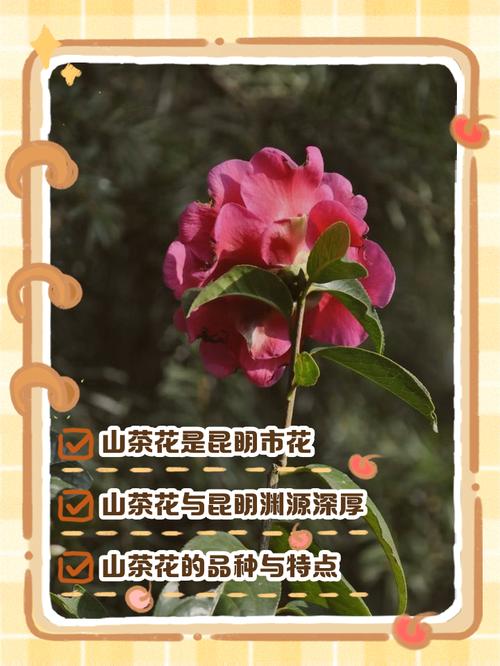 昆明适合养什么花,市花和市树是什么,昆明适合养的盆栽植物-第3张图片-优品飞百科 昆明适合养什么花,市花和市树是什么,昆明适合养的盆栽植物-第3张图片-优品飞百科