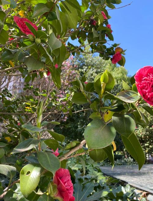 昆明适合养什么花,市花和市树是什么,昆明适合养的盆栽植物-第4张图片-优品飞百科 昆明适合养什么花,市花和市树是什么,昆明适合养的盆栽植物-第4张图片-优品飞百科