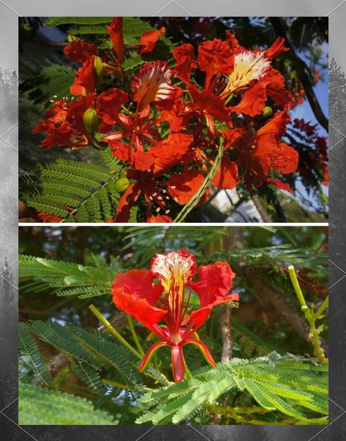 昆明适合养什么花,市花和市树是什么,昆明适合养的盆栽植物-第5张图片-优品飞百科 昆明适合养什么花,市花和市树是什么,昆明适合养的盆栽植物-第5张图片-优品飞百科