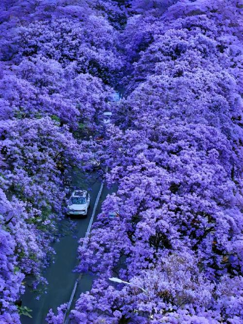 昆明适合养什么花,市花和市树是什么,昆明适合养的盆栽植物-第6张图片-优品飞百科 昆明适合养什么花,市花和市树是什么,昆明适合养的盆栽植物-第6张图片-优品飞百科