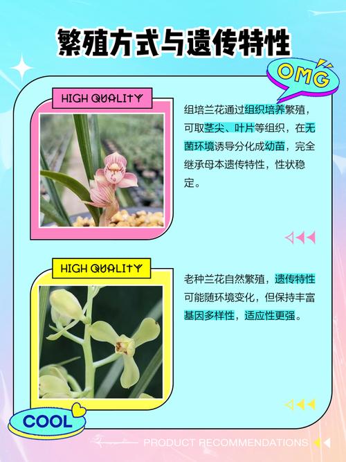 兰花草和兰花的区别在哪里，兰花与兰草有何区别？-第1张图片-优品飞百科