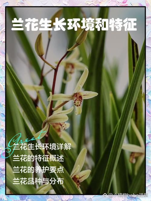 兰花草和兰花的区别在哪里，兰花与兰草有何区别？-第2张图片-优品飞百科