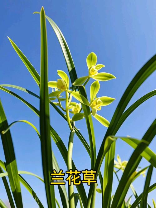 兰花草和兰花的区别在哪里，兰花与兰草有何区别？-第3张图片-优品飞百科