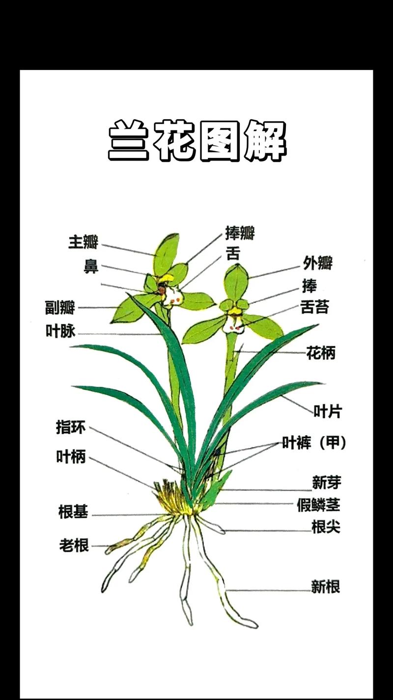 兰花草和兰花的区别在哪里，兰花与兰草有何区别？-第4张图片-优品飞百科