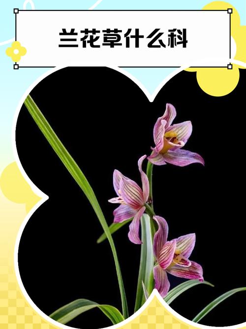 兰花草和兰花的区别在哪里，兰花与兰草有何区别？-第5张图片-优品飞百科