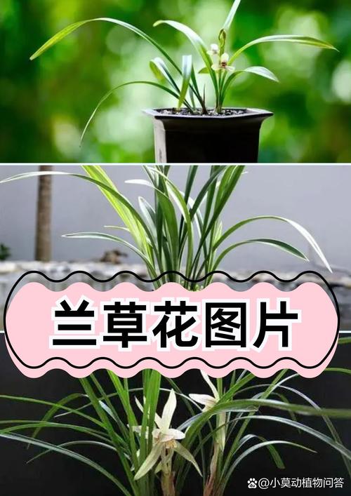 兰花草和兰花的区别在哪里，兰花与兰草有何区别？-第6张图片-优品飞百科