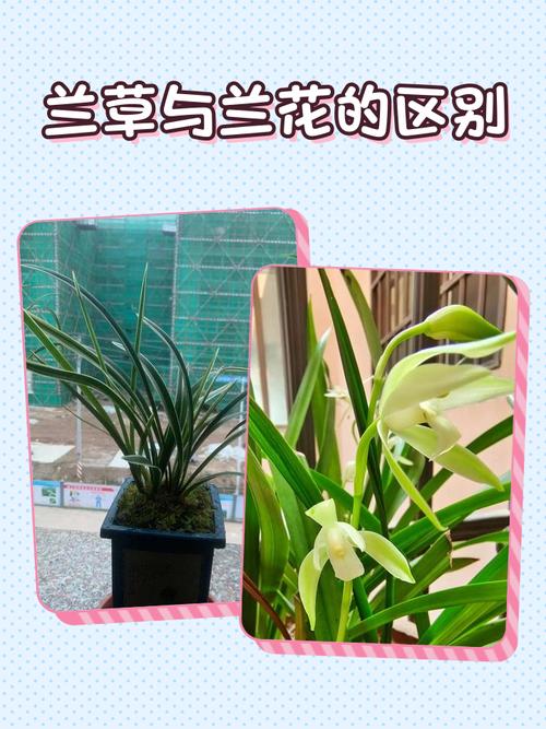 兰花草和兰花的区别在哪里，兰花与兰草有何区别？-第7张图片-优品飞百科