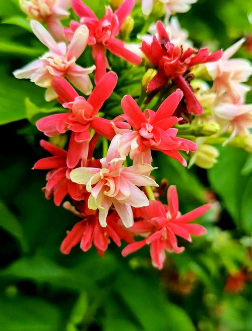 使君子有什么作用，使君子含义