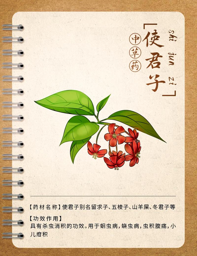 使君子有什么作用，使君子含义-第2张图片-优品飞百科