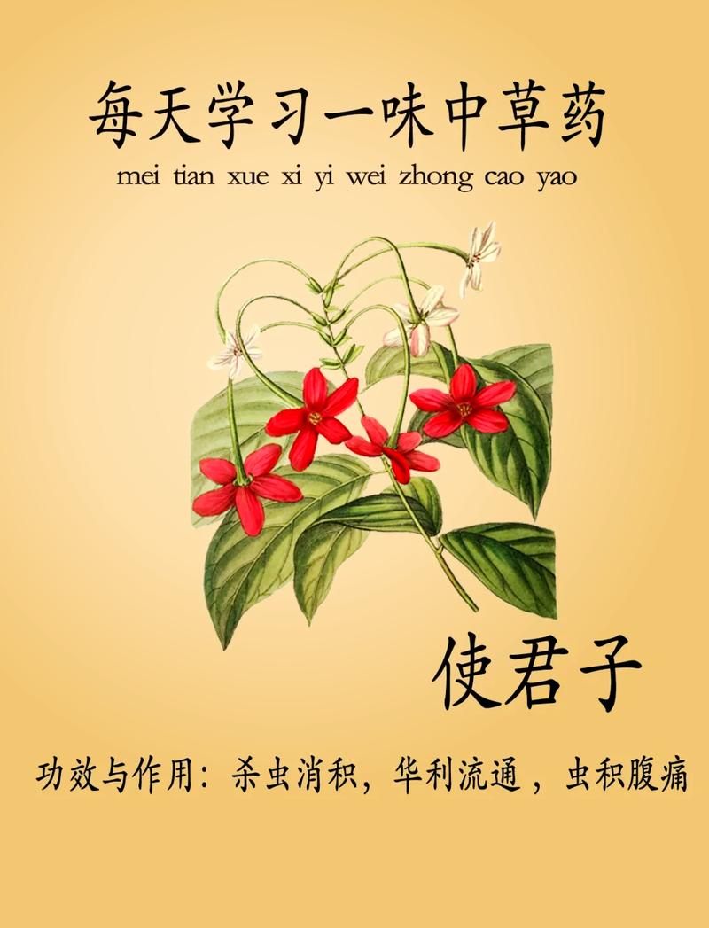 使君子有什么作用，使君子含义-第3张图片-优品飞百科