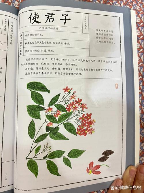 使君子有什么作用，使君子含义-第4张图片-优品飞百科