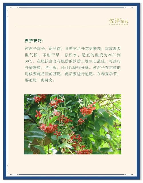 使君子有什么作用，使君子含义-第5张图片-优品飞百科