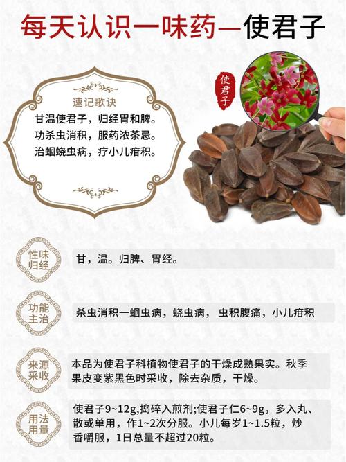 使君子有什么作用，使君子含义-第6张图片-优品飞百科