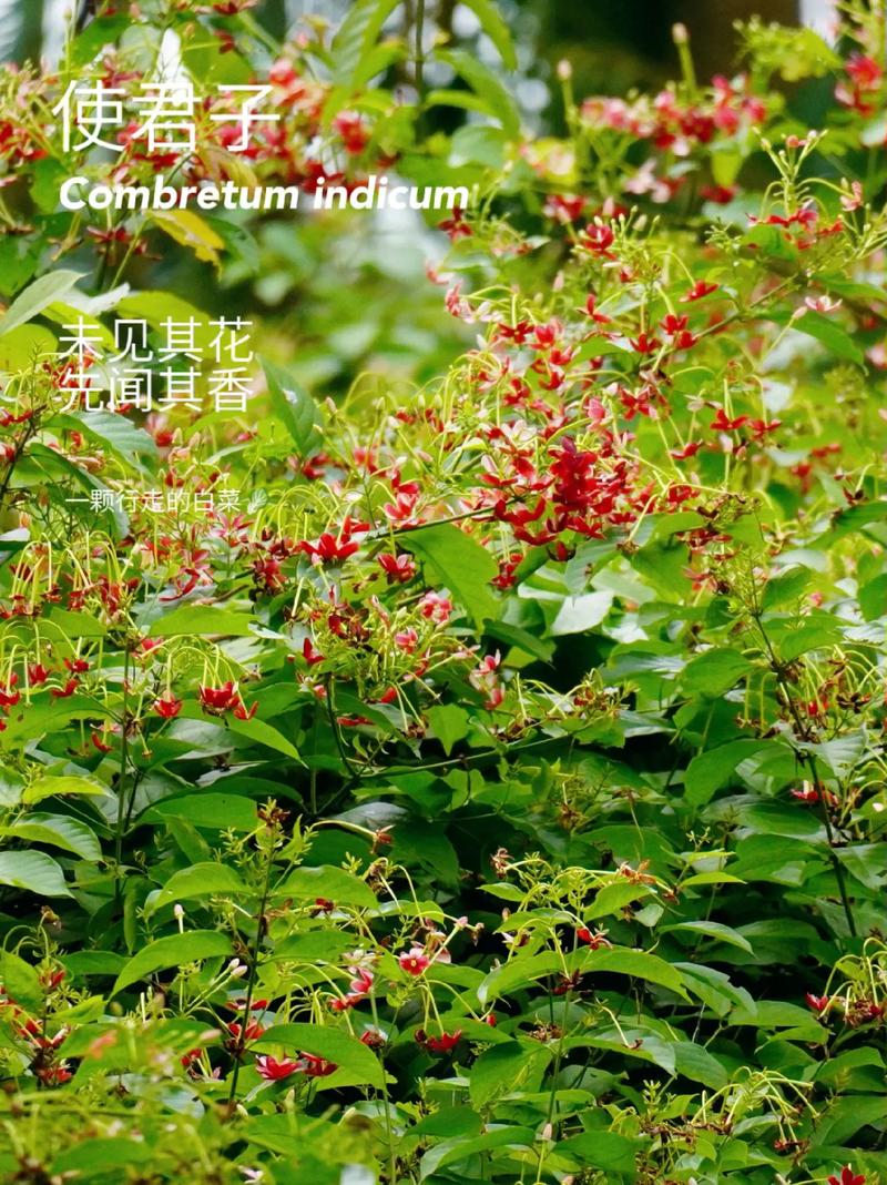 使君子有什么作用，使君子含义-第7张图片-优品飞百科