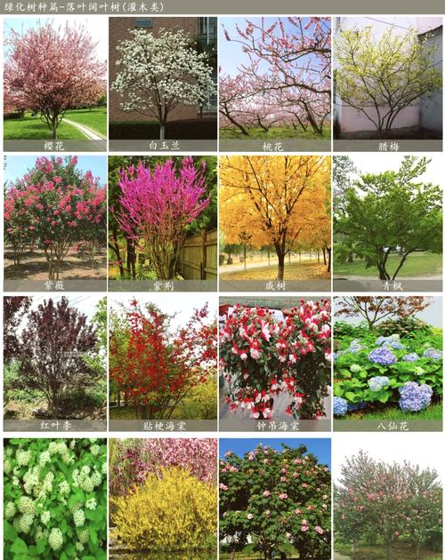 园林绿化常用花卉20种，园林绿化的花有哪些-第2张图片-优品飞百科