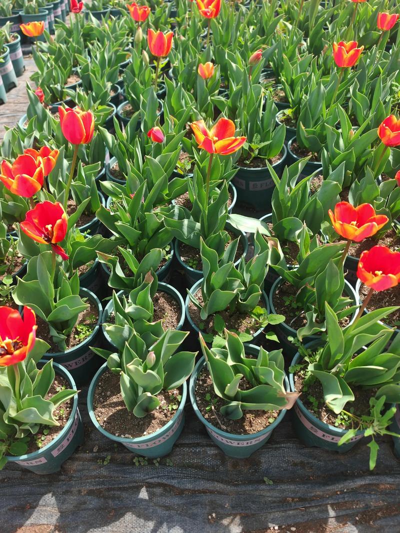 园林绿化常用花卉20种，园林绿化的花有哪些-第3张图片-优品飞百科