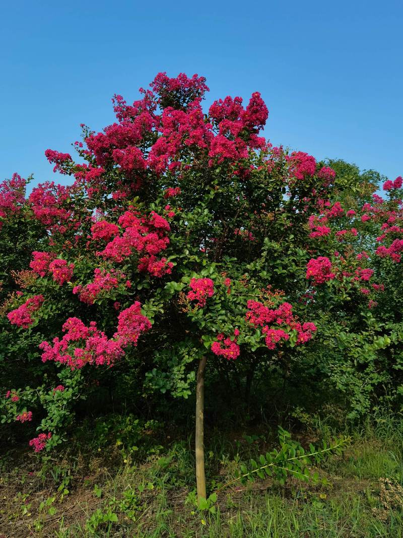 园林绿化常用花卉20种，园林绿化的花有哪些-第5张图片-优品飞百科