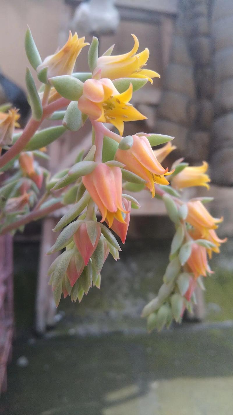 多肉开花预示着什么?多肉开花预兆?-第1张图片-优品飞百科 多肉开花预示着什么?多肉开花预兆?-第1张图片-优品飞百科