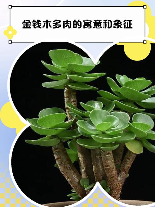 多肉开花预示着什么?多肉开花预兆?-第3张图片-优品飞百科 多肉开花预示着什么?多肉开花预兆?-第3张图片-优品飞百科