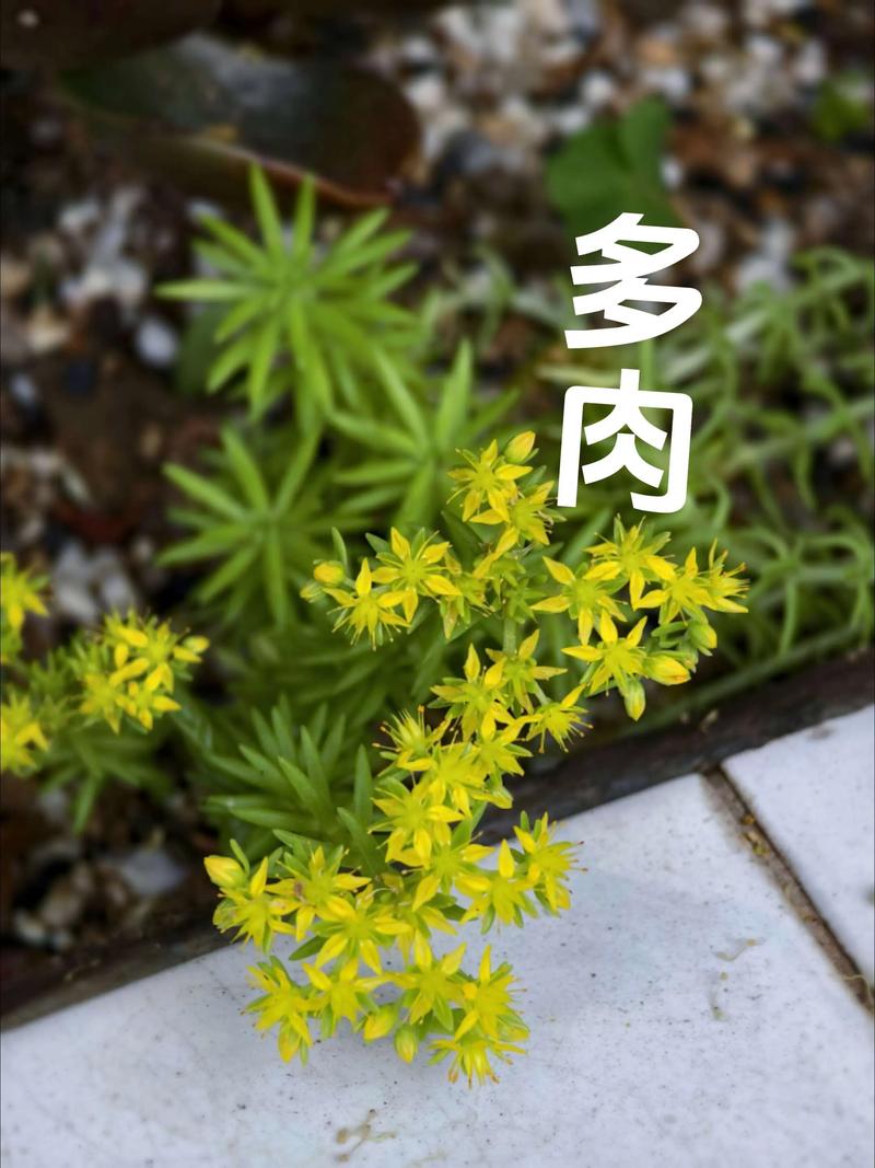 多肉开花预示着什么?多肉开花预兆?-第4张图片-优品飞百科 多肉开花预示着什么?多肉开花预兆?-第4张图片-优品飞百科