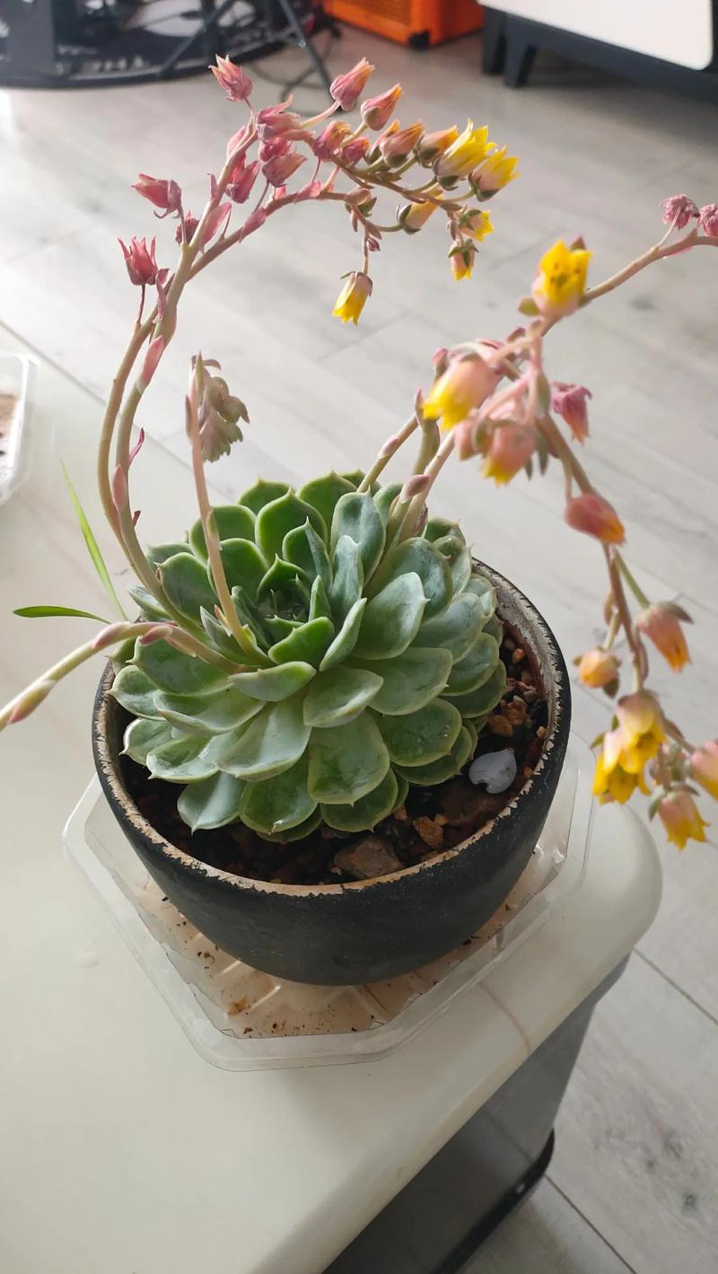 多肉开花预示着什么?多肉开花预兆?-第5张图片-优品飞百科 多肉开花预示着什么?多肉开花预兆?-第5张图片-优品飞百科